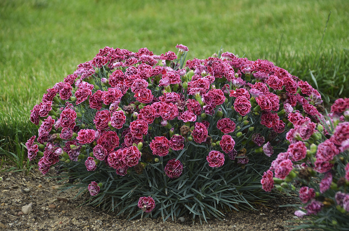 Dianthus